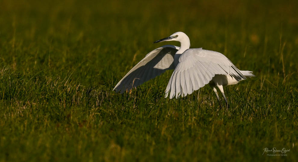 Aigrette garzette  stage photo animalière pendant votree séjour en gîte