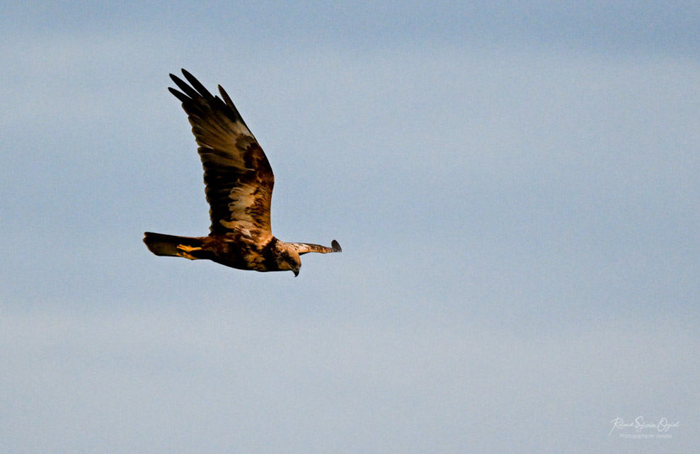 Gite avec stage de photo animalière découverte des oiseaux