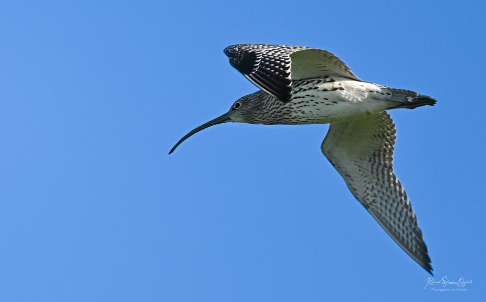 Courlis cendré Gite avec stage de photo animalière découverte des oiseaux