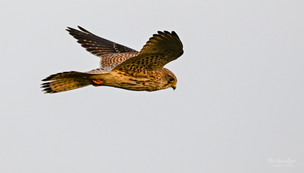 Gite avec possibiliité de découverte des oiseaux et de la photo