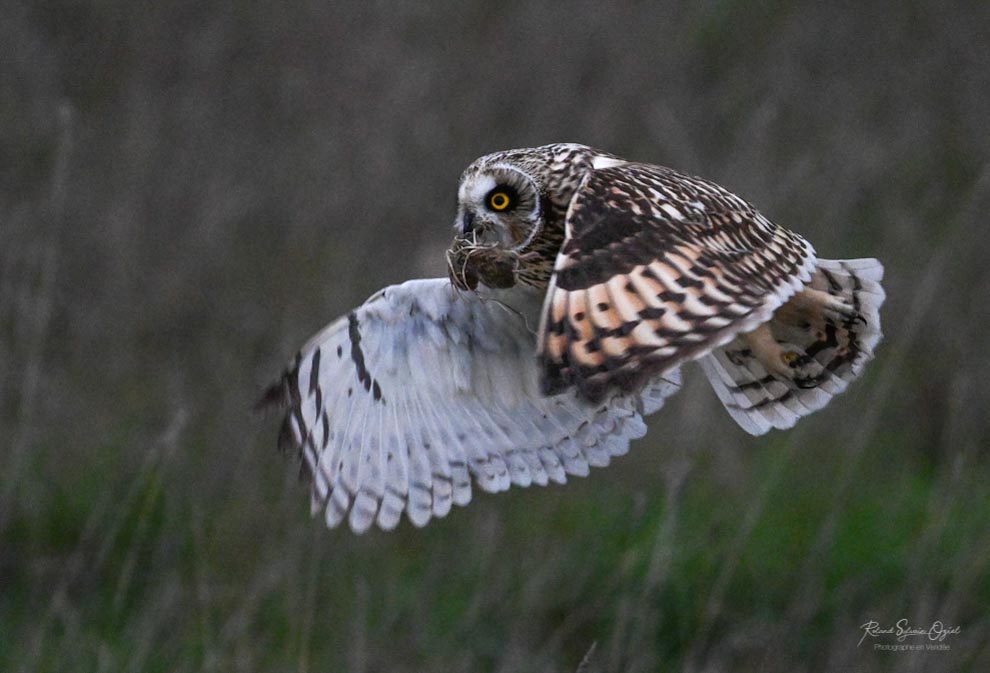 Hibou des marais stage photo animalière pendant vos vacances