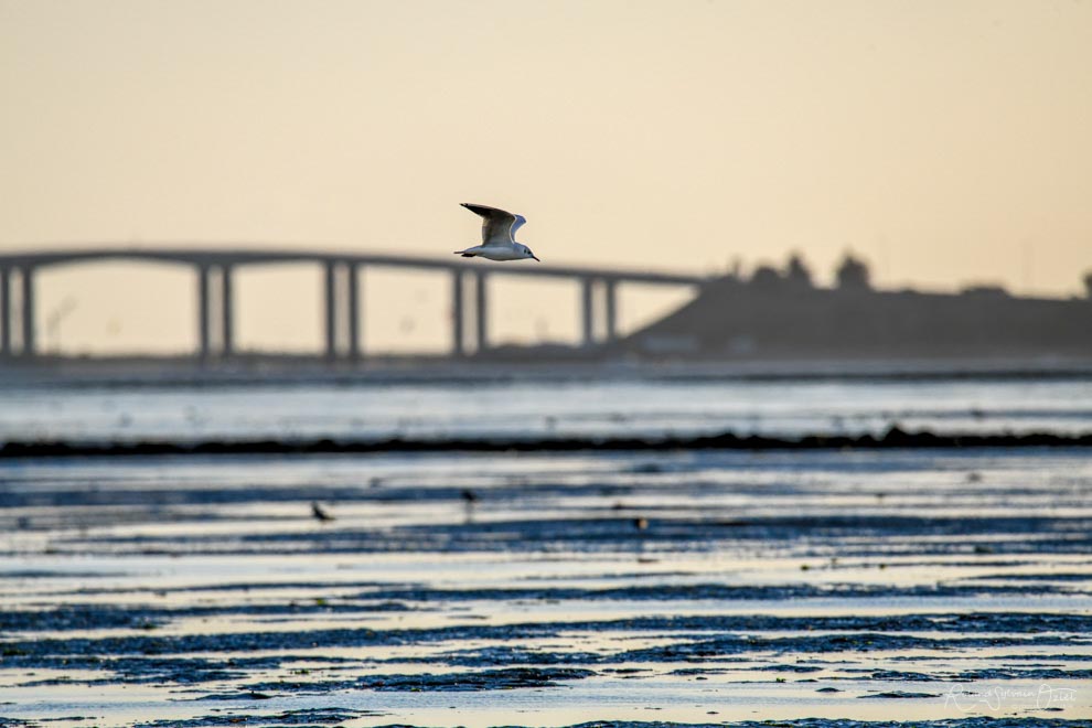 Pont de Noimoutier vu du Passage du Gois