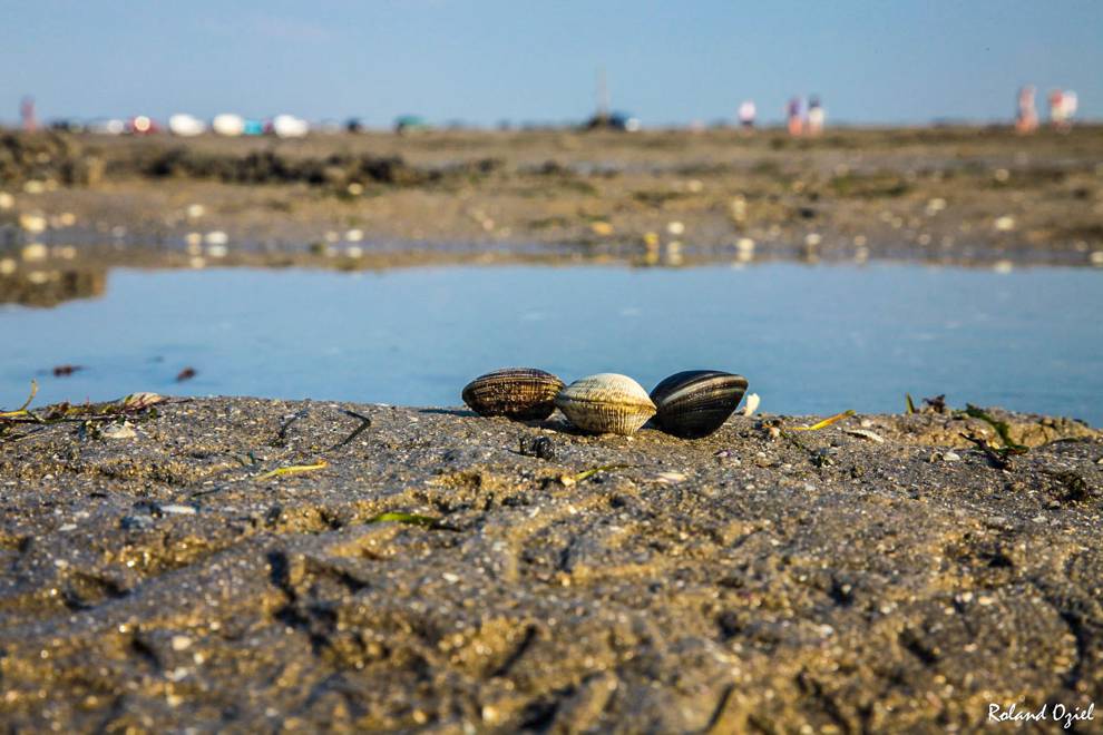 Peche à pied au Passage du Gois